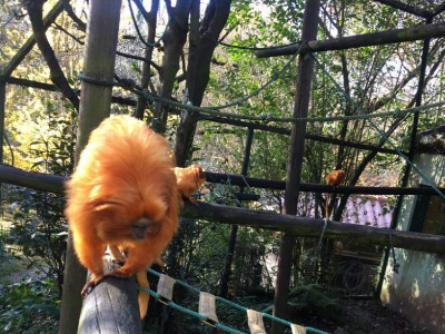 Zoo de Santillana del Mar, plan en familia en Cantabria